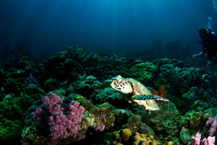 a scuba diver and a tortoise in sea