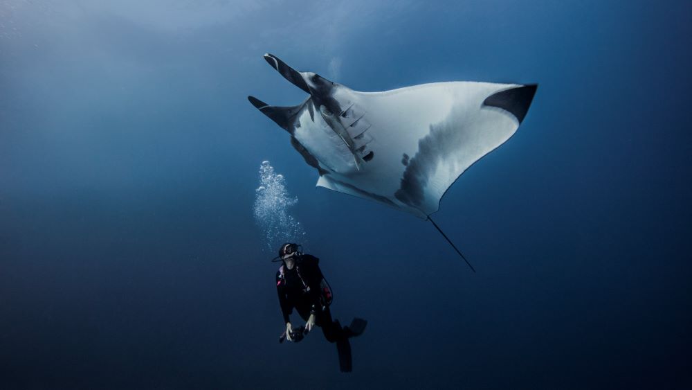 fish above the head of scuba diver