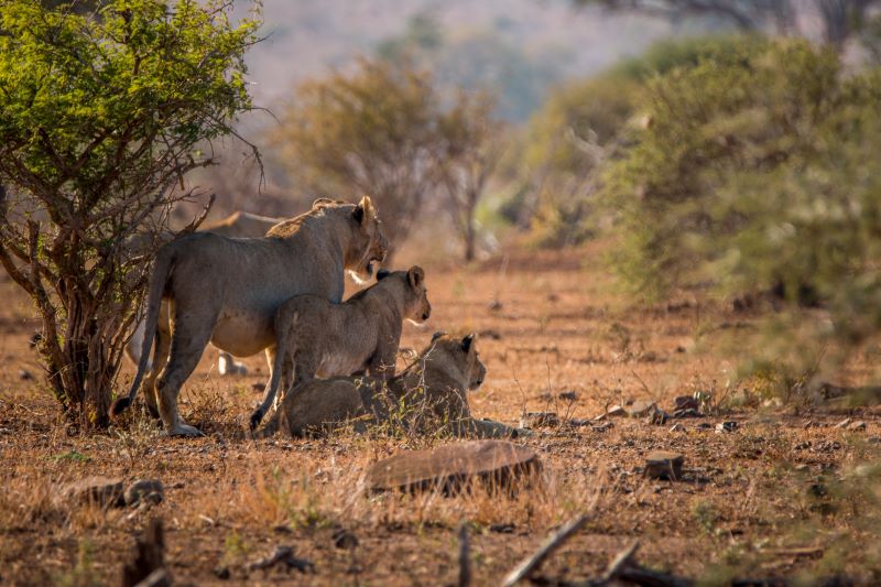 three lions in kruger park