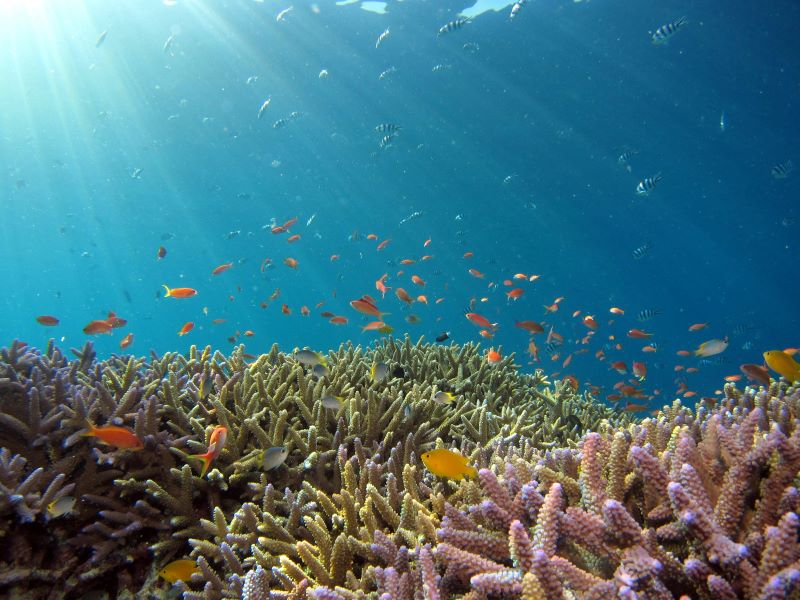 bautiful view from underwater of sea