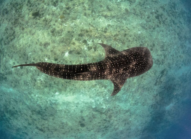 view of big fish from underwater