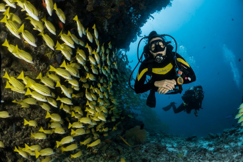 scuba diver and yellow fish side of him