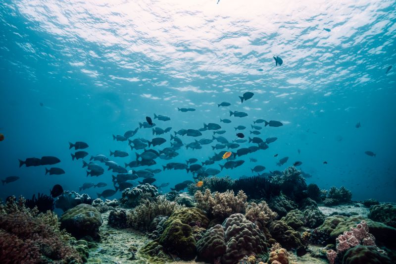 view of different tropical fish from underwater sea