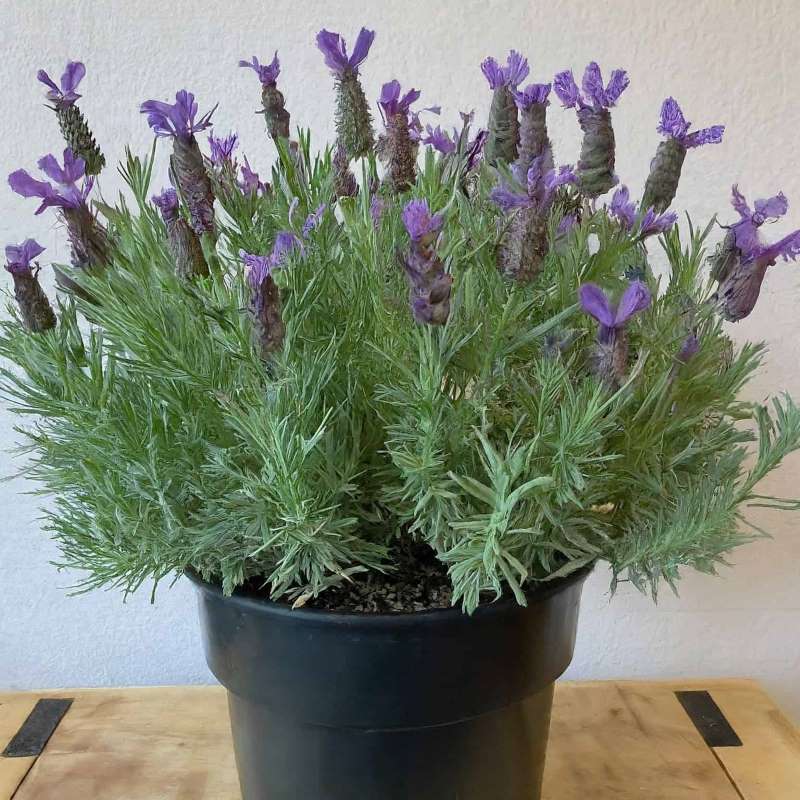 Lavender Plant