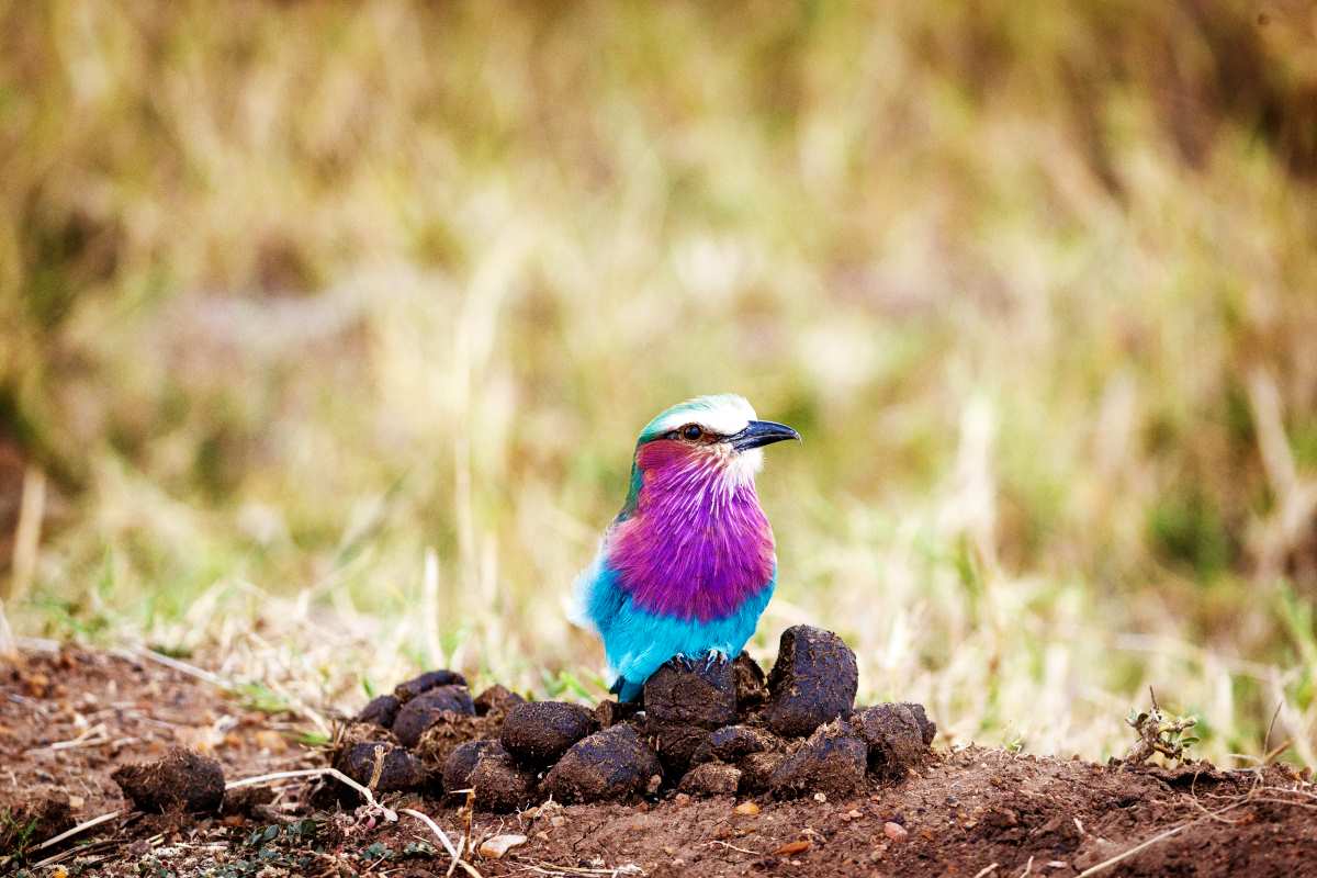 lilac breasted roller bird