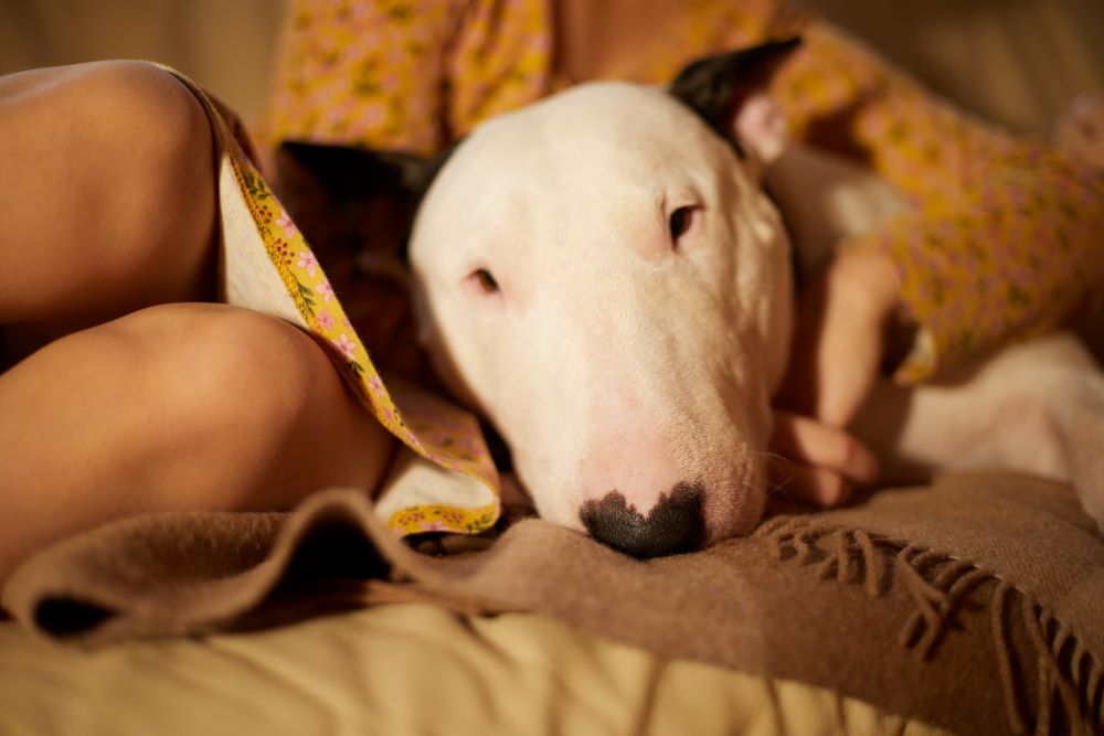 bull terrier dog