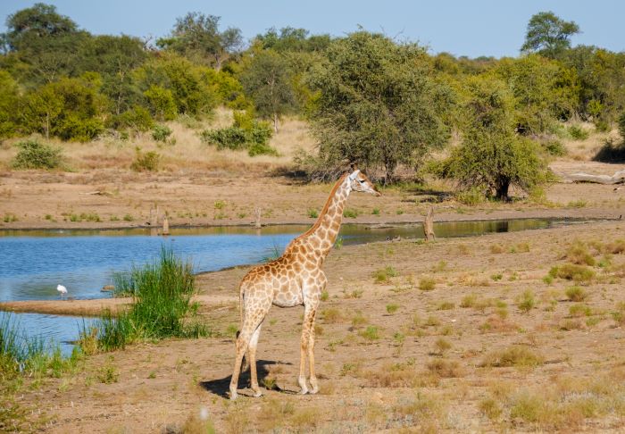 giraffe in national park