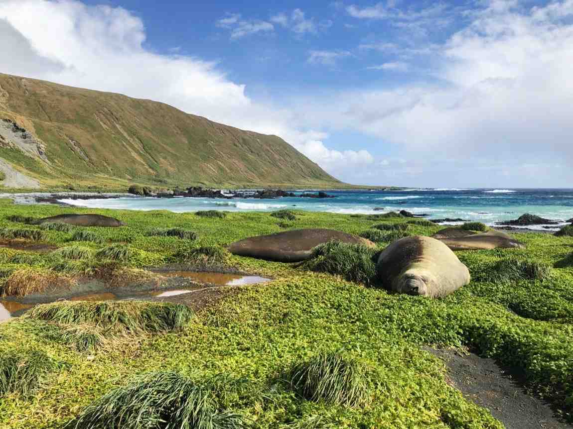 macquarie island