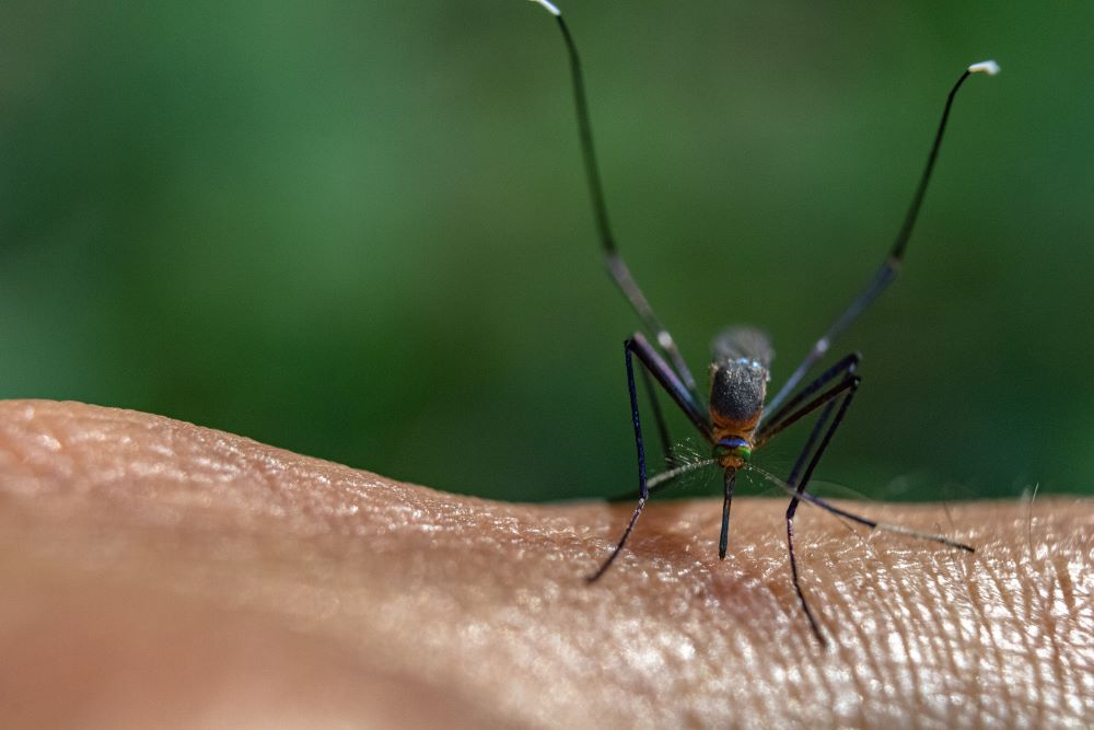 macro-shot-of-a-mosquito