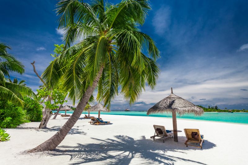 palm tree on beach of maldives