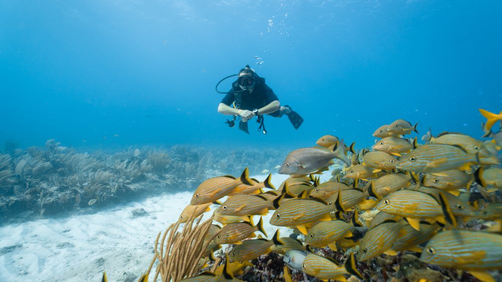 male scuba diver watching yellow fishes