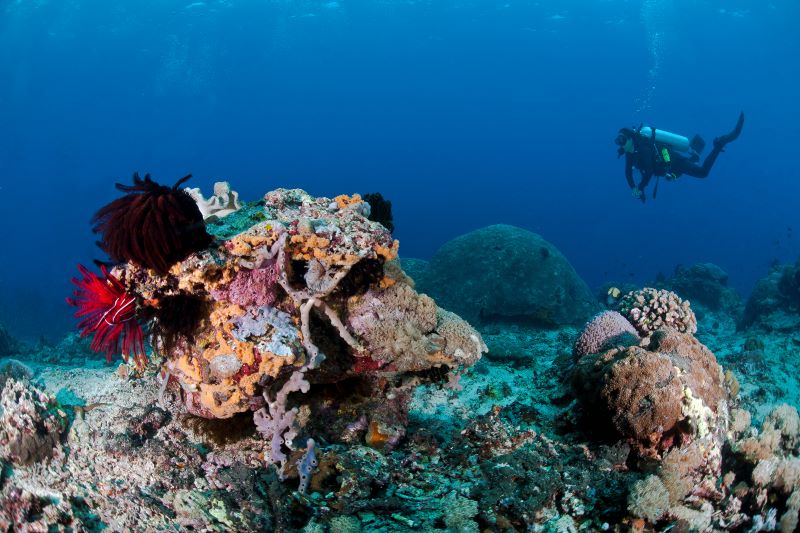 close up of shell in sea and scuba diver in blur