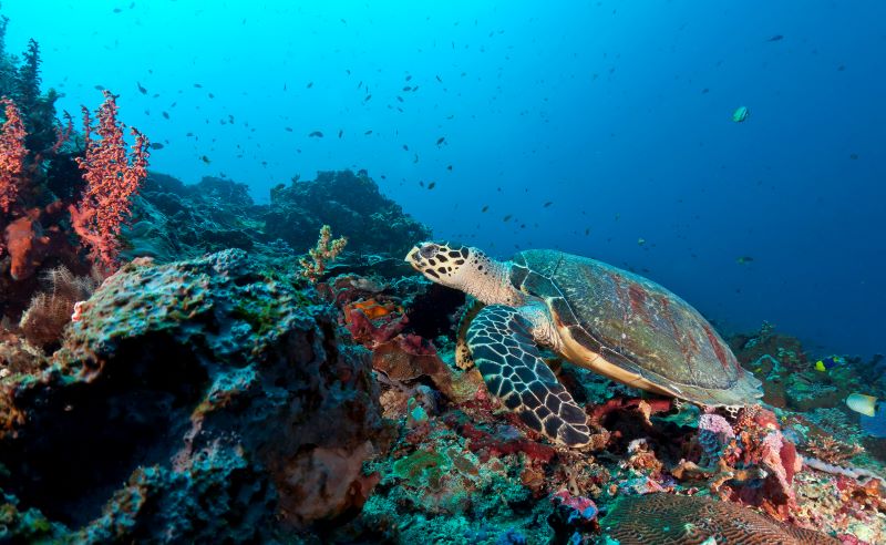 tortouise above coral reef