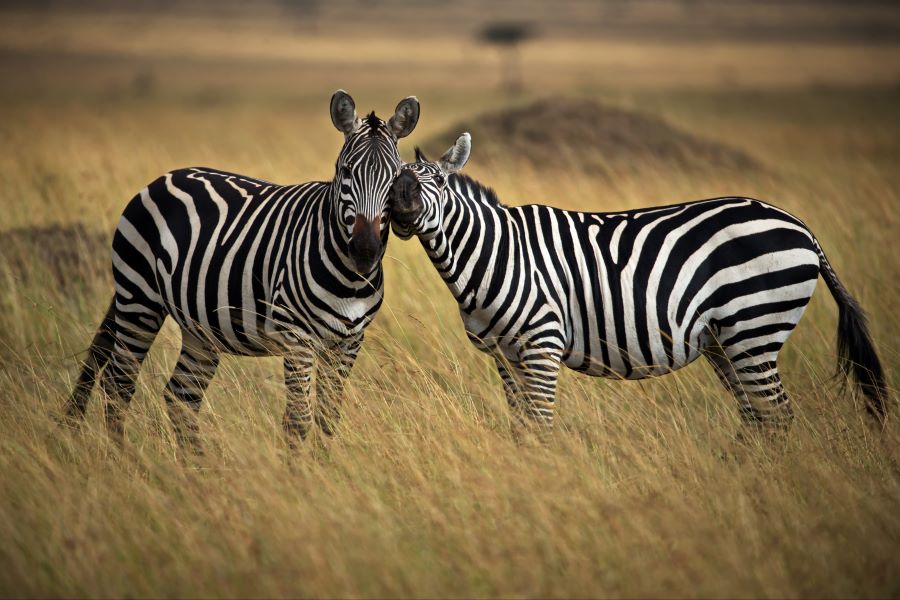 two zebra showing affection