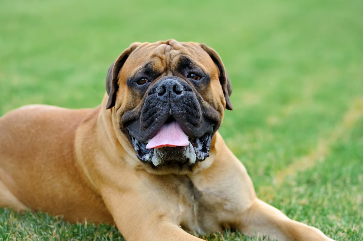 mastiff dog