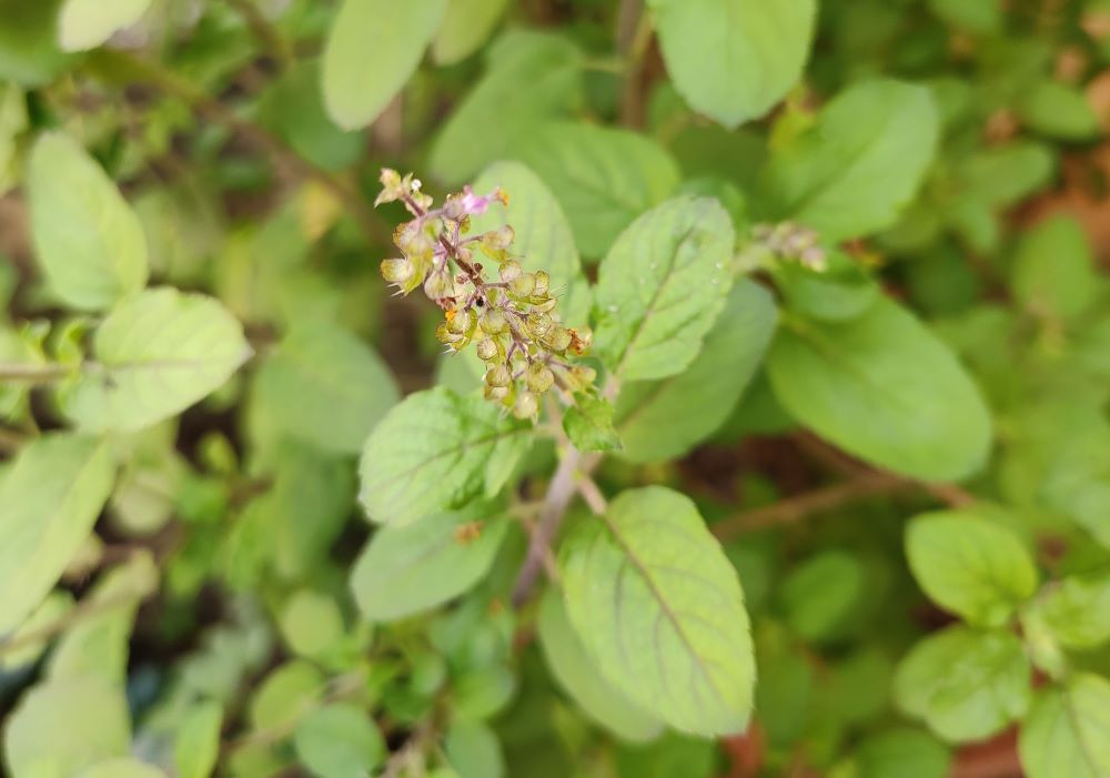 medicinal-plant