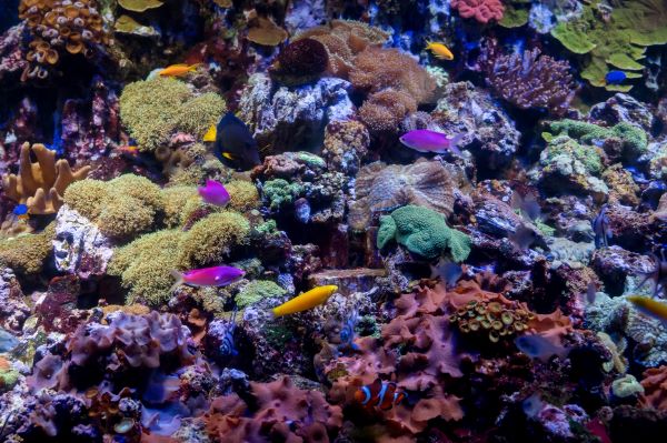 different fishes above coral reef