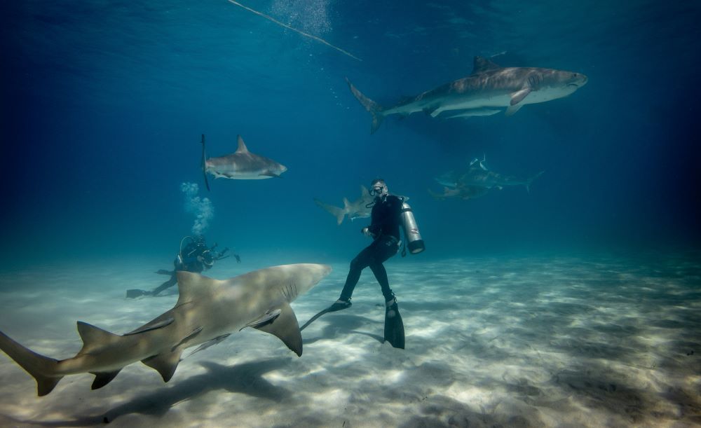 scuba diver is surrounded by shark