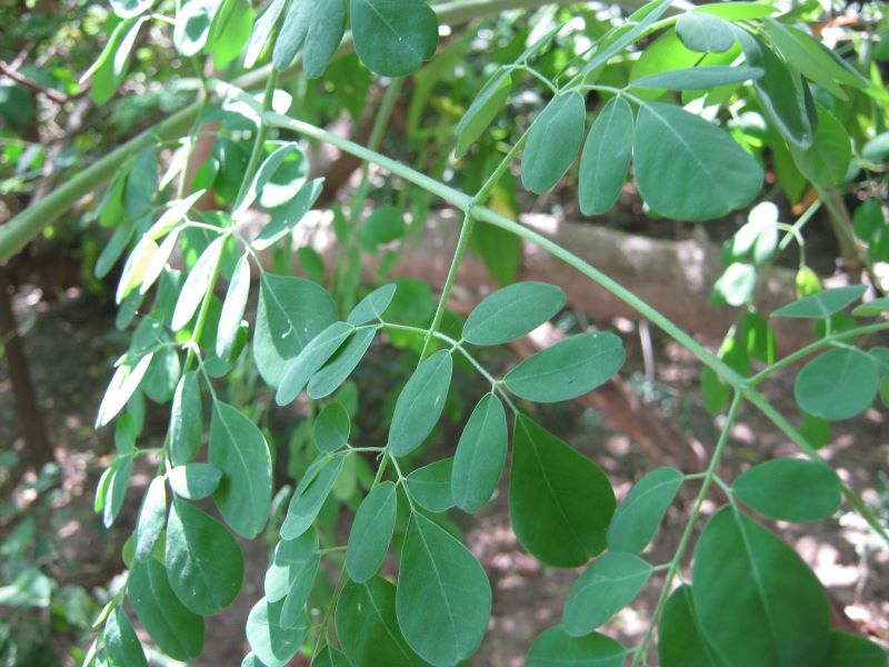 moringa