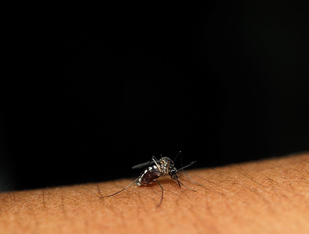 mosquito-sits-on-the-skin-sucks-blood