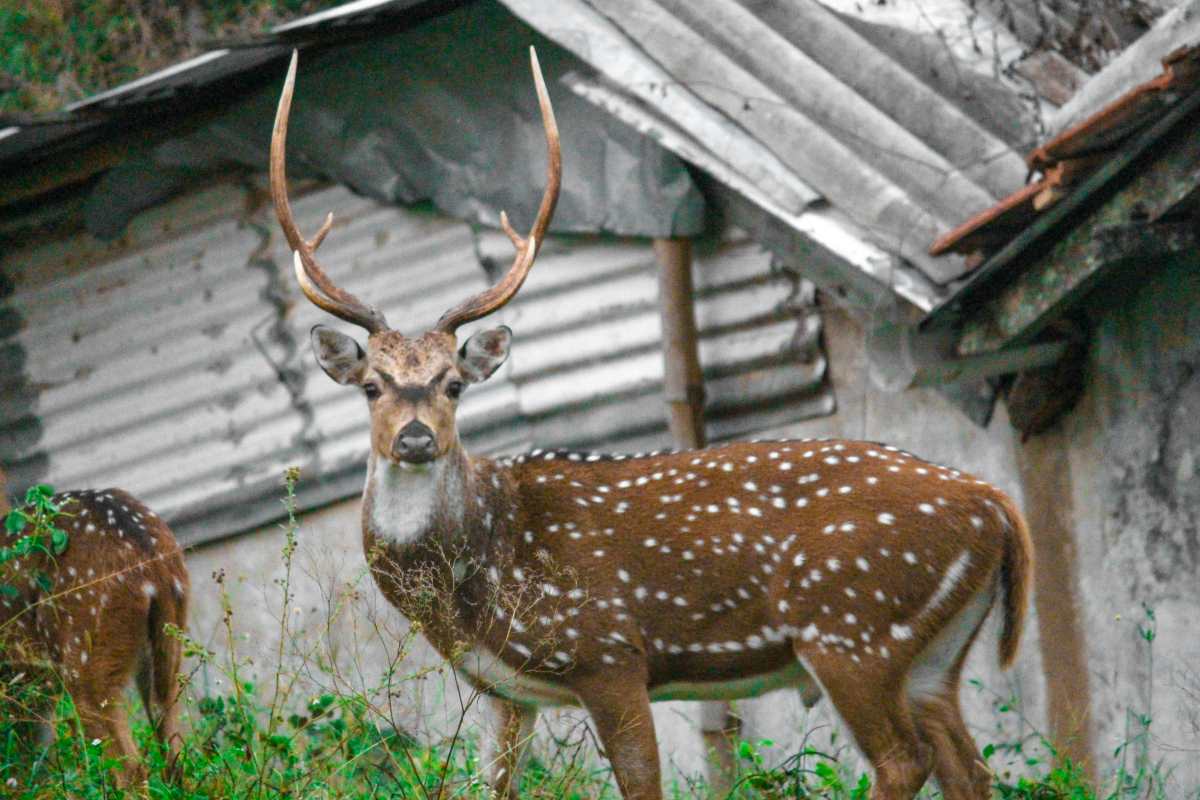 deer in road side of mudumalai