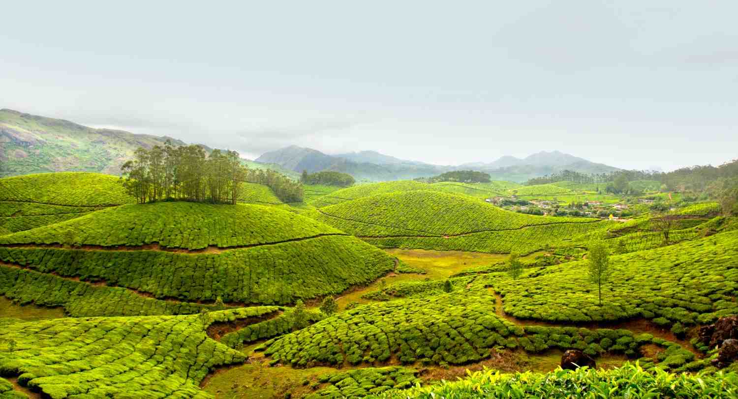 munnar kerala