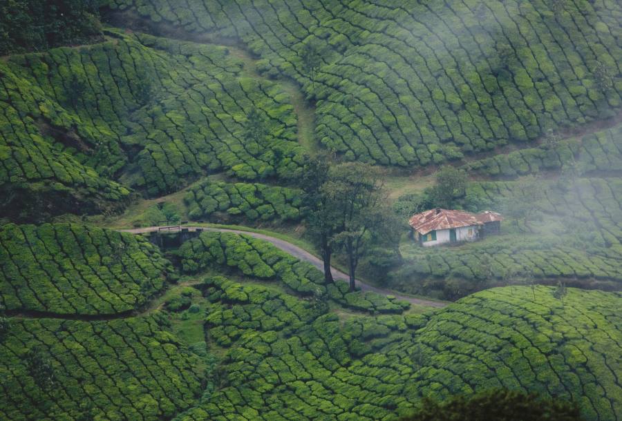 munnar hill station in kerala