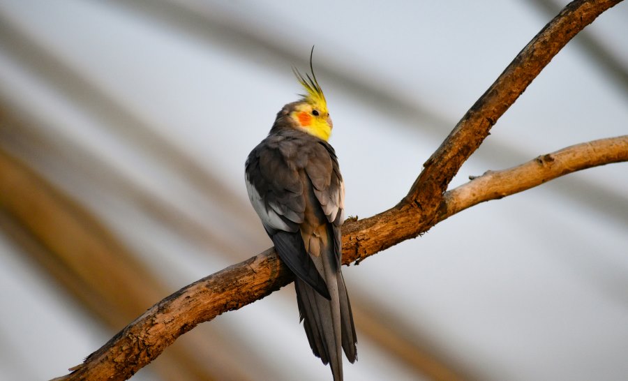 nalsarovar bird sanctuary at gujarat