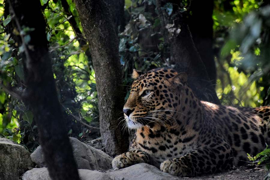 ranthambore national Park