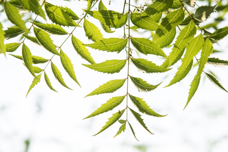 neem-tree-leaves