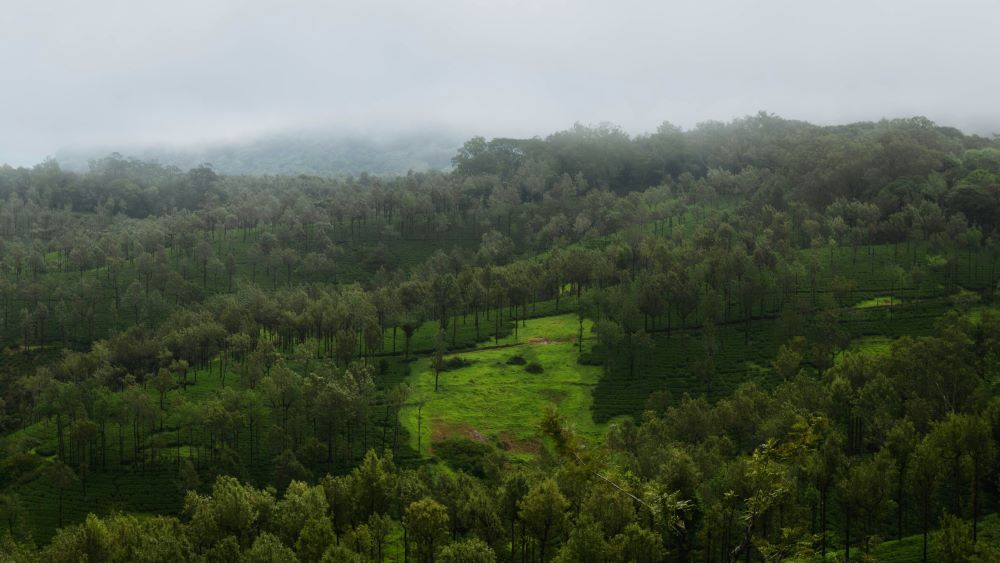 tea garden in nelliyampathy