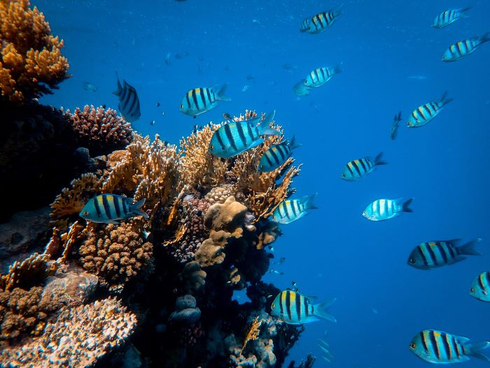 white tropical fishes moving towards coral reef