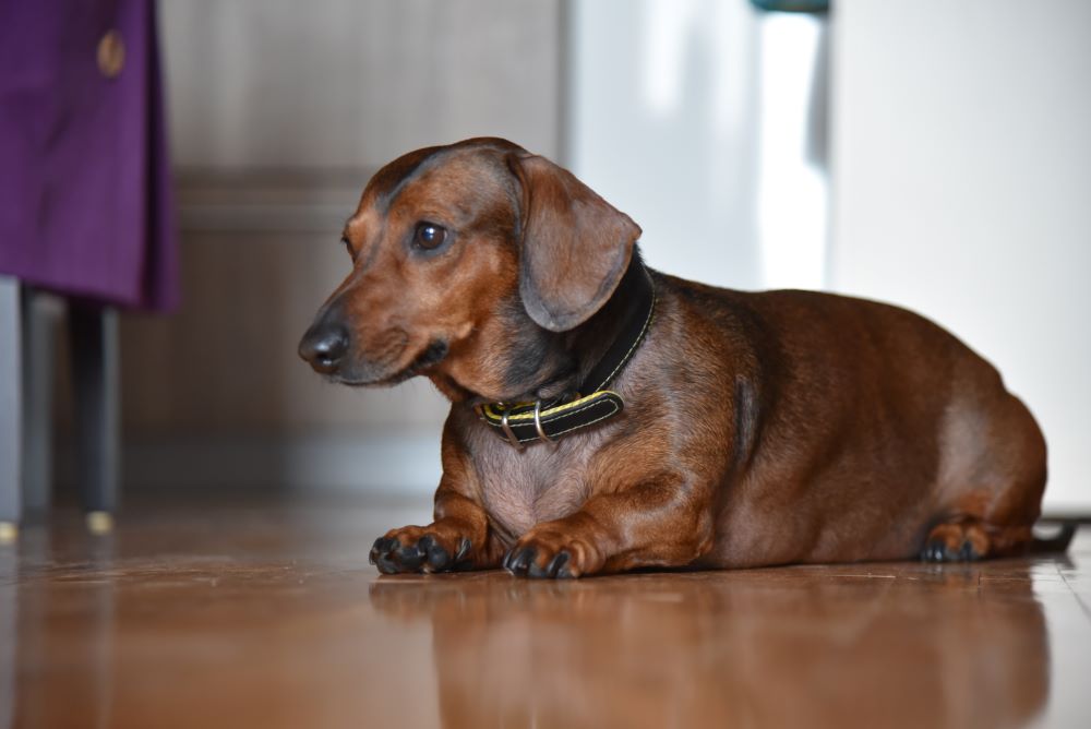 dachshund laying on floor