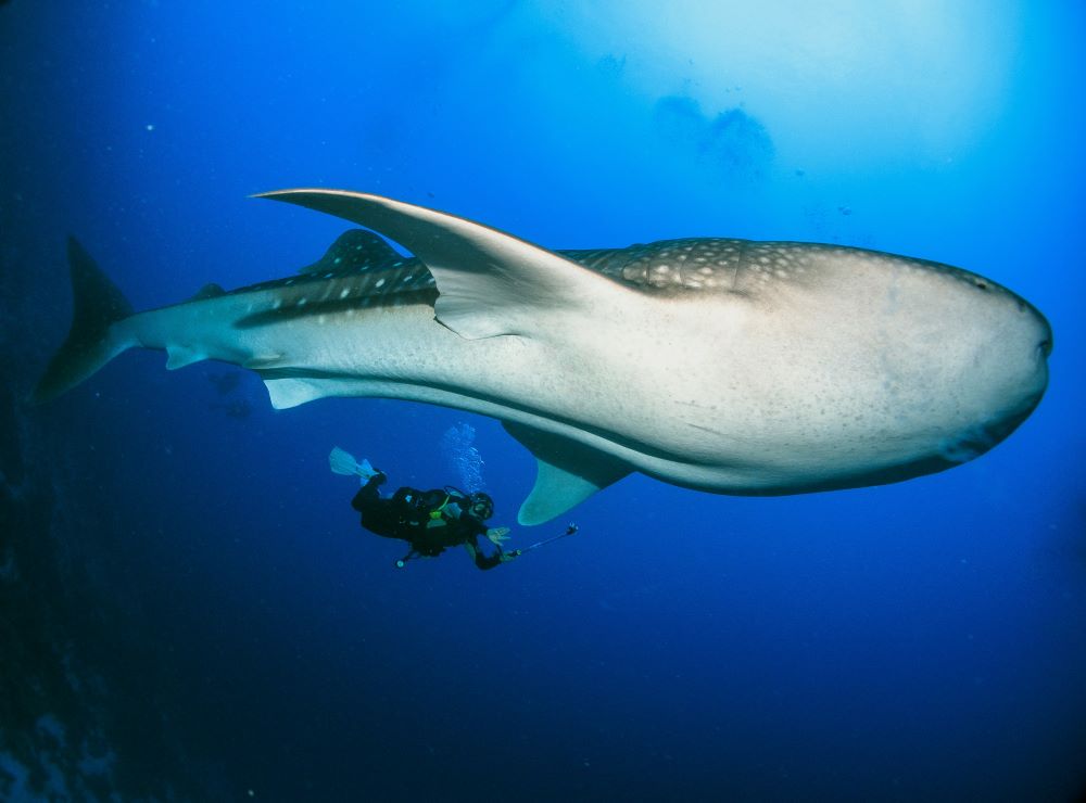 scuba diver swimming with a big whale