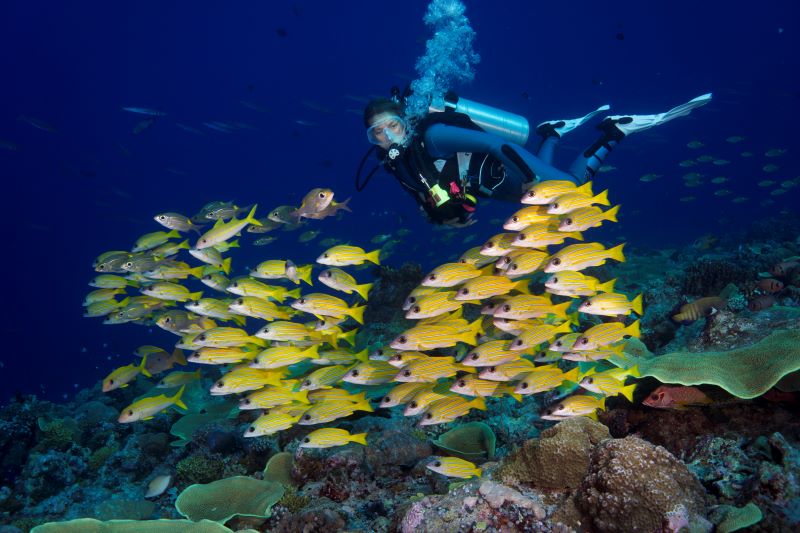 scuba diver in barren island