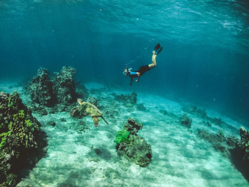 scuba diver swimming towards tortoise