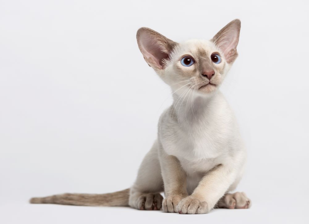 oriental kitten in white background