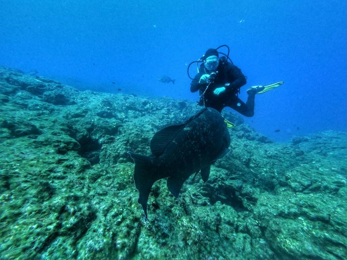 scuba diver looking at black fish 