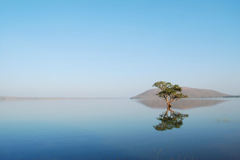 a small tree in middle of river