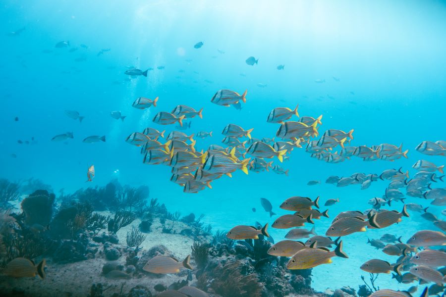 fishes moving towards underwater