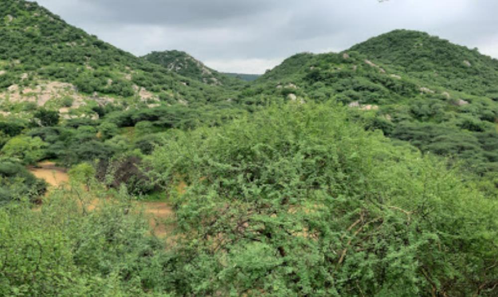 greenish view of papad