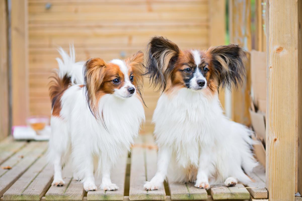 Drop eared hot sale papillon