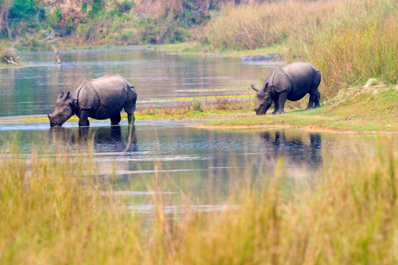 parsa wildlife reserve south central nepal