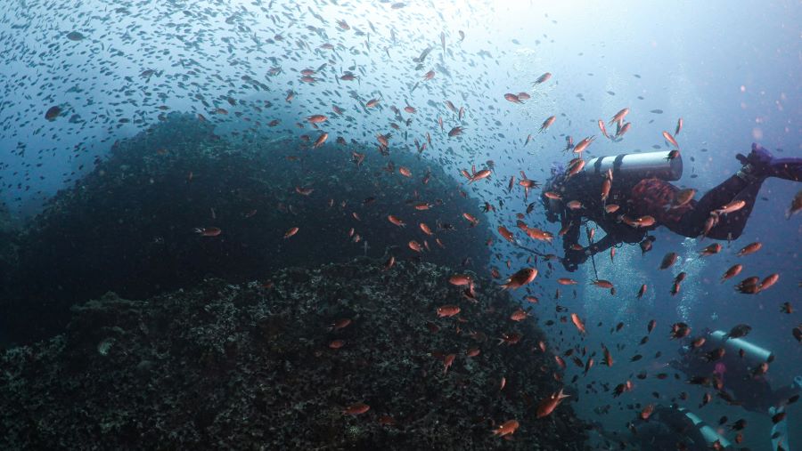 scuba diver with a bunch of orange fishes