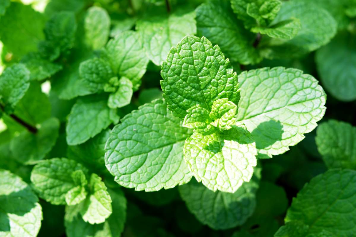 bunch of mint leaves