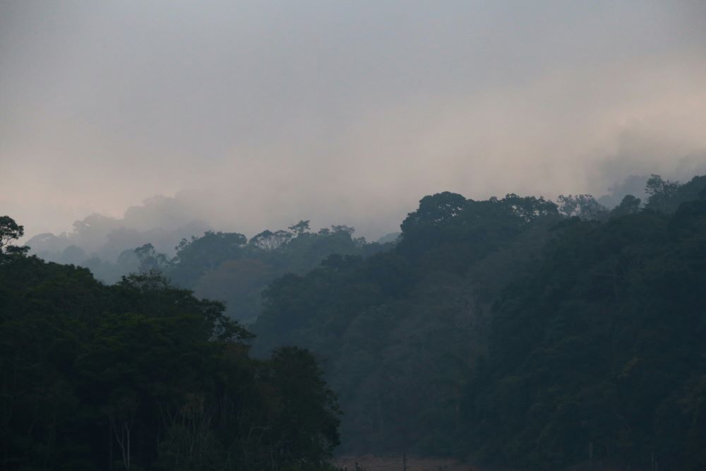 periyar forest in fog