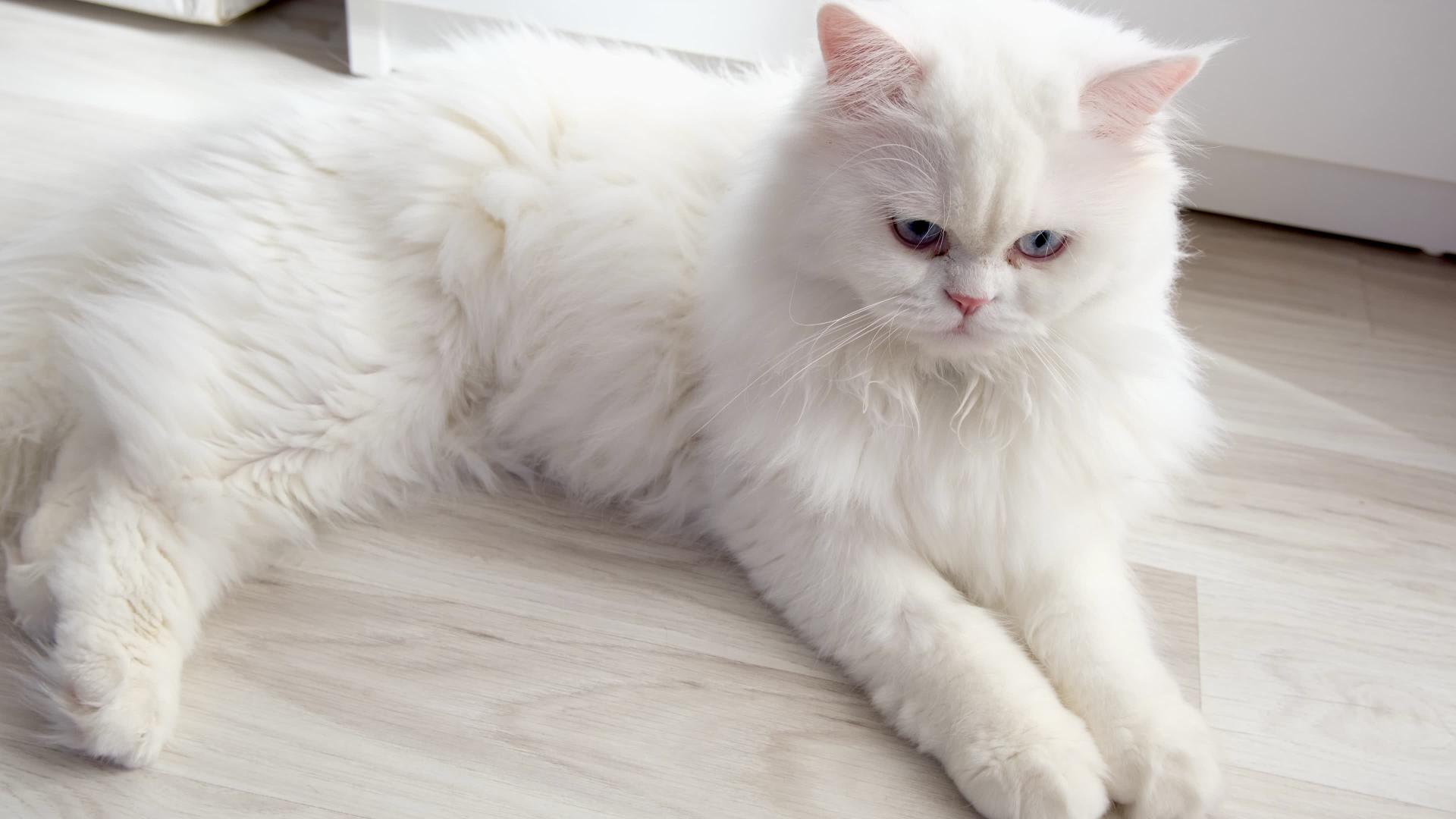 Persian Cat