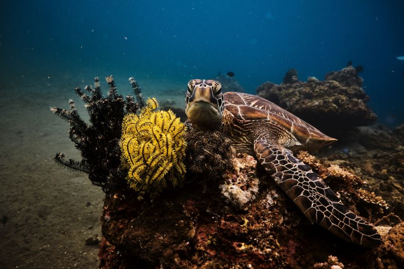 close up of a tortoise under water