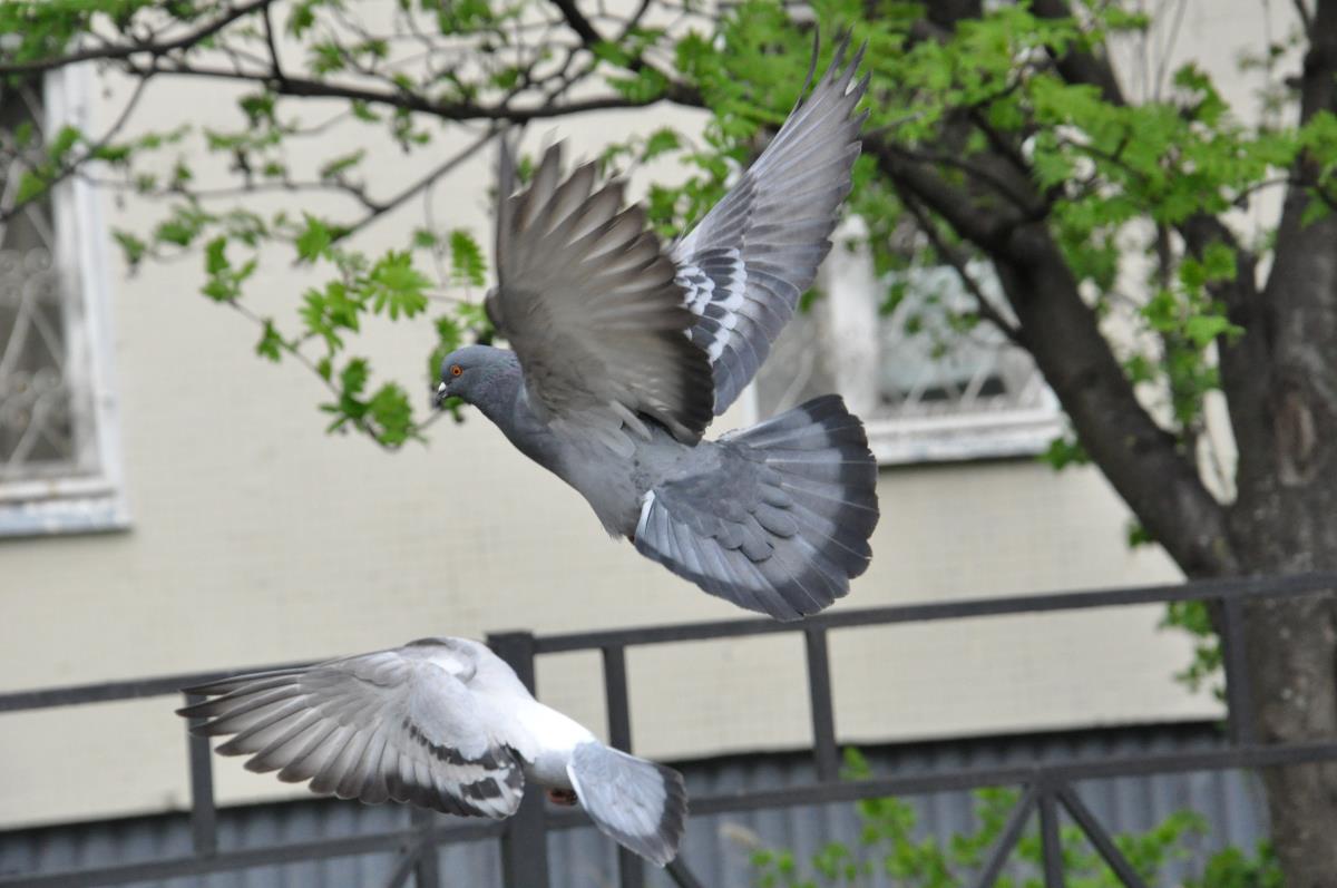 two pigeons flying