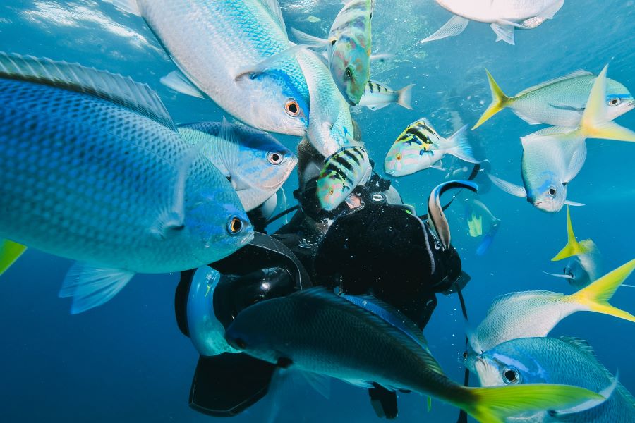 scuba diver got surrounded by fishes